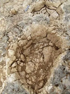 Detalle de una de las icnitas de saurópodo documentada. BC